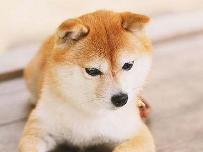 Shiba Inu